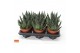 Gasteria SuPure® - Gasteria beguinii 12 ROCKS 