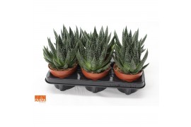 Gasteria SuPure® - Gasteria beguinii 12 ROCKS