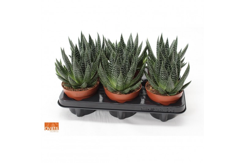Gasteria SuPure® - Gasteria beguinii 12 ROCKS 