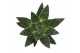 Gasteria SuPure® - Gasteria beguinii 12 ROCKS 