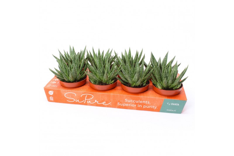 Gasteria SuPure® - Gasteria beguinii 12 ROCKS 