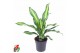Dracaena fragr. burley 