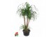 Beaucarnea recurvata Vertakt 