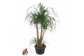 Beaucarnea recurvata Vertakt