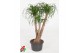 Beaucarnea recurvata Vertakt 