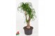 Beaucarnea recurvata Vertakt 