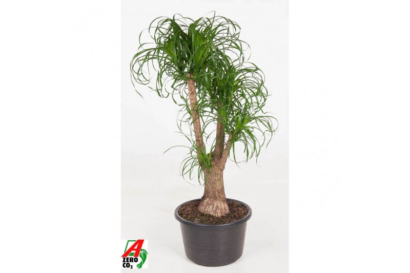 Beaucarnea recurvata Vertakt 
