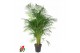 Dypsis lutescens 