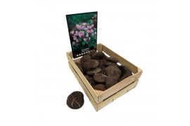 Bollen droog Houtenkistje Cyclamen Hederifolium x 30 30/35