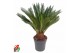 Cycas revoluta 