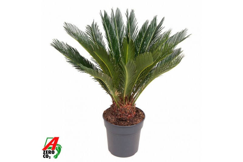 Cycas revoluta 
