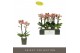 Phalaenopsis multiflora geel Exclusivo - Tama - 2 tak 