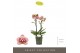 Phalaenopsis multiflora geel Exclusivo - Tama - 2 tak 
