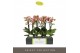 Phalaenopsis multiflora geel Exclusivo - Tama - 2 tak 