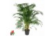Dypsis lutescens 