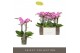 Phalaenopsis multiflora roze Exclusivo - Cupido - 4 tak 
