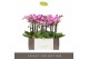 Phalaenopsis multiflora roze Exclusivo - Cupido - 4 tak 