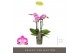Phalaenopsis multiflora roze Exclusivo - Cupido - 4 tak 