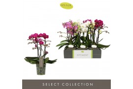 Phalaenopsis multiflora mix Optimost - Sensual Mix - 3 tak