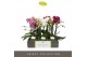 Phalaenopsis multiflora mix Optimost - Sensual Mix - 3 tak 