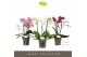 Phalaenopsis multiflora mix Optimost - Sensual Mix - 3 tak 
