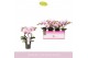 Phalaenopsis multiflora roze MyMonro - Make-up - 3 tak 