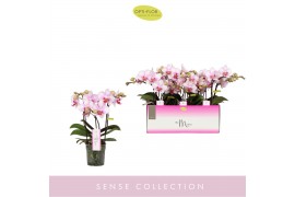 Phalaenopsis multiflora roze MyMonro - Make-up - 3 tak