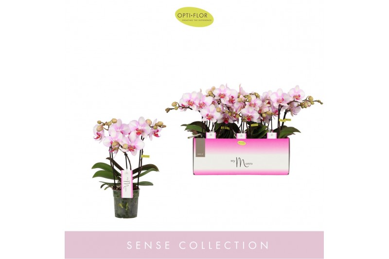 Phalaenopsis multiflora roze MyMonro - Make-up - 3 tak 