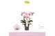Phalaenopsis multiflora roze MyMonro - Make-up - 3 tak 