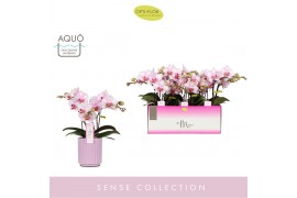 Phalaenopsis multiflora roze MyMonro - Make-up - 3 tak - Molise Lilac 