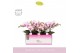 Phalaenopsis multiflora roze MyMonro - Make-up - 3 tak - Molise Lilac  