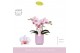 Phalaenopsis multiflora roze MyMonro - Make-up - 3 tak - Molise Lilac  