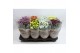 Chrysanthemum ind. madiba mix stadium 2 
