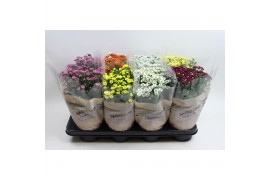 Chrysanthemum ind. madiba mix stadium 2