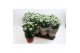 Chrysanthemum ind. madiba white stadium 2 