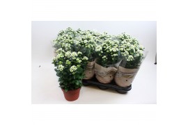 Chrysanthemum ind. madiba white stadium 2