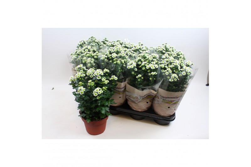 Chrysanthemum ind. madiba white stadium 2 