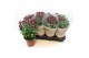 Chrysanthemum ind. madiba purple stadium 2 