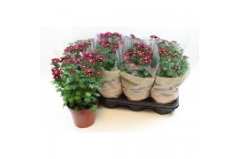 Chrysanthemum ind. madiba purple stadium 2
