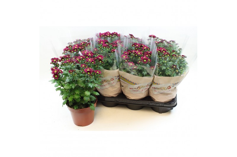 Chrysanthemum ind. madiba purple stadium 2 