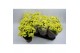 Chrysanthemum ind. madiba yellow stadium 2 