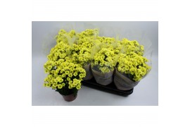 Chrysanthemum ind. madiba yellow stadium 2