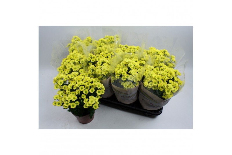 Chrysanthemum ind. madiba yellow stadium 2 
