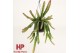 Lepismium cruciforme red tip hp 