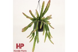 Lepismium cruciforme red tip hp