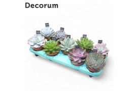 Echeveria mix Echeveria Mix (9spc.) (decorum) 1 bl.