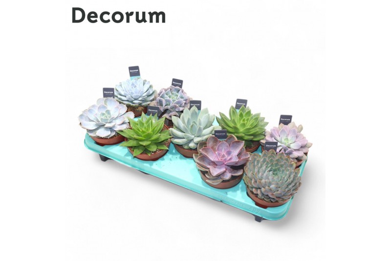 Echeveria mix Echeveria Mix (9spc.) (decorum) 1 bl. 