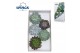 Echeveria snij Mix (wincx) Cutfl (5spc.) 999 
