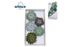 Echeveria snij Mix (wincx) Cutfl (5spc.) 999