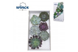 Echeveria snij Mix (wincx) Cutfl (6spc.) 999